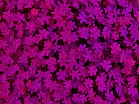 lawn made of clover    の写真素材