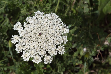 white flower