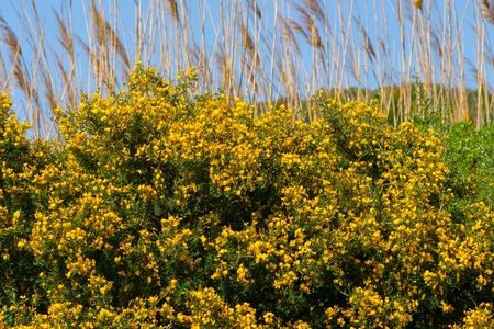 broom flower の写真素材