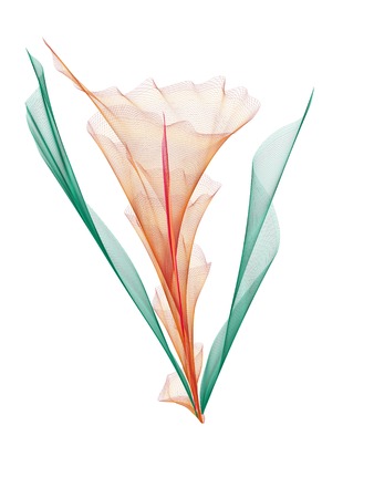 abstract flowerの写真素材