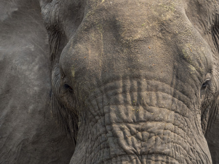 African elephantの写真素材