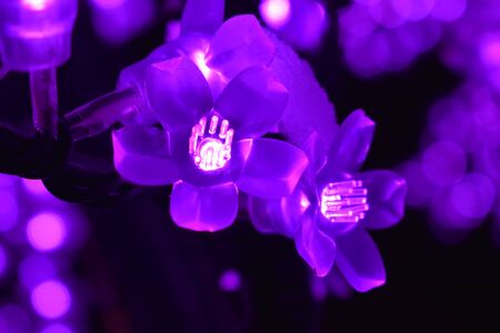 Christmas flowersのeditorial素材