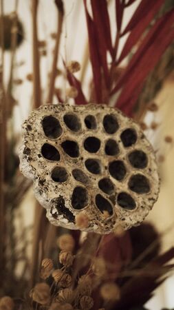 herbarum  flower hole  flora vaseの写真素材