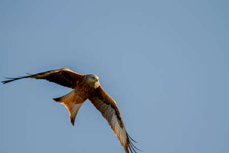Red Kite, Milvus milvus in flight ,looking into camera, blue sky in background. Scotland, UK