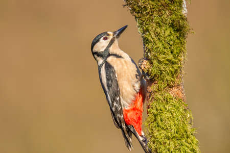 Great spotted woodpecker (Dendrocopos major)の写真素材