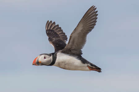 Atlantic Puffin (Fratercula arctica), Farne Islands, Northumberland, England, UKの写真素材