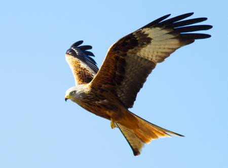 Red Kite, Milvus milvus in flightの写真素材