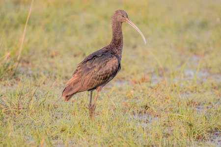Glossy Ibis (Plegadis falcinellus), Northumberland, England, UKの写真素材
