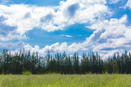 Green feild with clear sky and mountain backgroundの写真素材