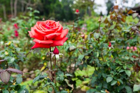 Red roses flower in gardenの写真素材