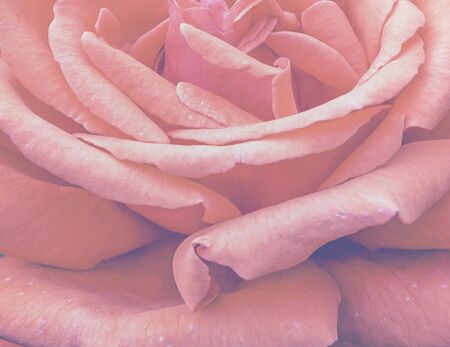 Roses background for valentine card, Toned color photo of roses background
