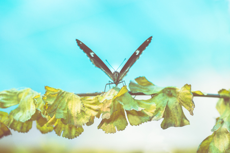 Butterfly on flower or tree in green gardenの写真素材