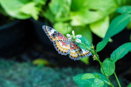 Butterfly on flower or tree in green gardenの写真素材