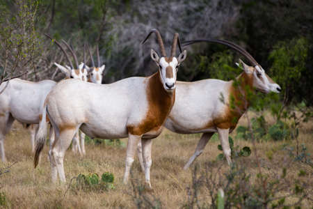 South Texas Scimitar Horned Oryx in a herdの写真素材