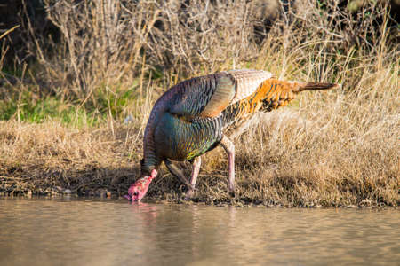 Wild Rio Grande turkey drinking water from a pondの写真素材