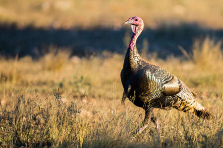 Wild South Texas Rio Grande turkey walking to the left at sunsetの写真素材