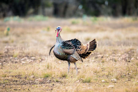 Wild Rio Grande turkey ruffled up in the cold airの写真素材