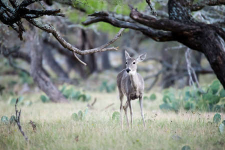 South Texas whitetail doe in the woods on a ranchの写真素材
