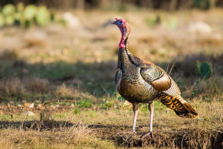 Foto Von Wild Rio Grande Turkey Id Lizenzfreie Bild Stocklib