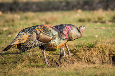 Wild Rio Grande Turkeys taking a drink at a pondの写真素材
