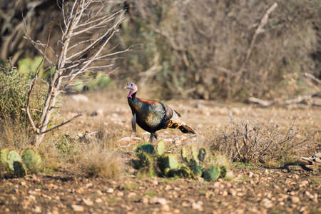 Wild Rio Grande turkey walking to the left behind a Cactusの写真素材