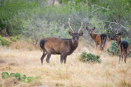 South Texas sika deer buck standing in a field in front of sika doesの写真素材