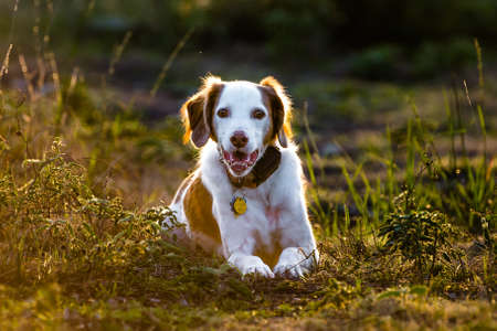 Brittany Spaniel laying in front of the setting sun.の写真素材