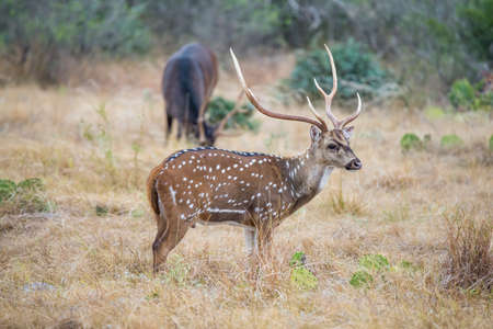 Champion South Texas axis buck standing looking to the rightの写真素材