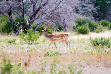 Spotted fallow on a South Texas Ranchの写真素材