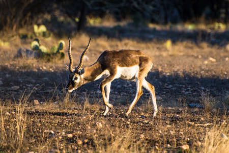 Blackbuck Antelope walking with his head downの写真素材