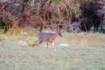 South Texas Whitetail buck in velvet before hunting seasonの写真素材