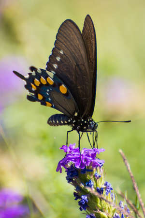 Closeup of a Pipevine Swallowtail enjoying a purple flowerの写真素材