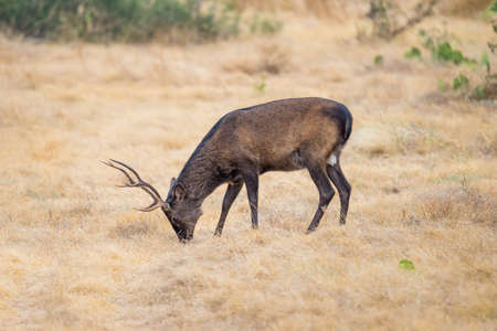 South Texas sika deer buck grazing in a fieldの写真素材