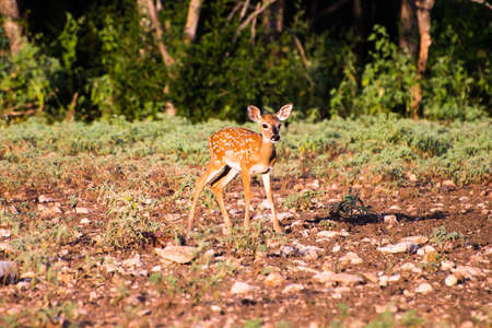 A young South Texas fawn standing awkwardlyの写真素材