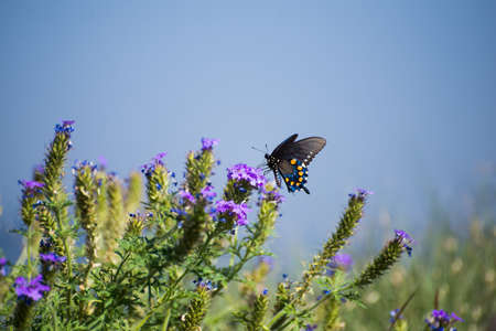 Male Pipevine Swallowtail on a purple flower with a blue backgroundの写真素材