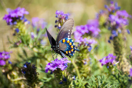 Pipevine Swallowtail enjoying a purple flowerの写真素材