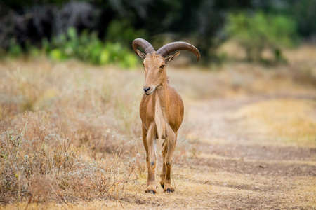 Texas wild Aoudad or Barbary sheep ramの写真素材