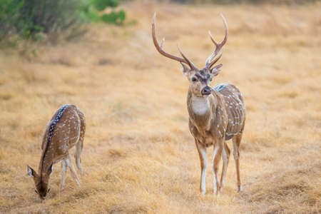 Wild South Texas Axis, Chital, or spotted Deer Buck.の写真素材