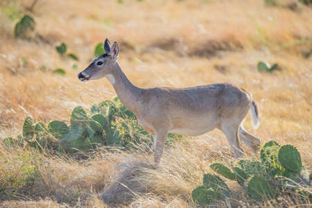Wild South Texas Whitetail deer doe standing to the leftの写真素材