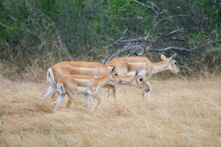 Wild South Texas blackbuck antelope female doesの写真素材