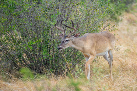 Wild South Texas Whitetail deer buck in velvetの写真素材