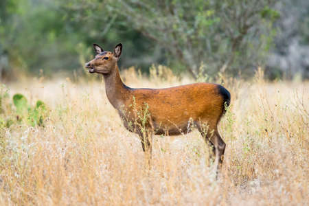 Wild South Texas Sika deer doe. Also known as a Japanese or Spotted Deer.の写真素材