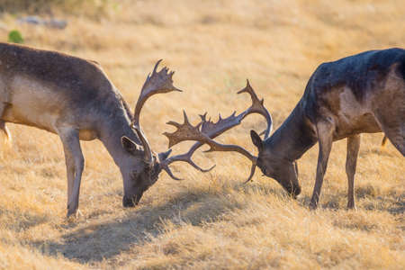 Wild South Texas chocolate and spotted fallow deer bucks fightingの写真素材