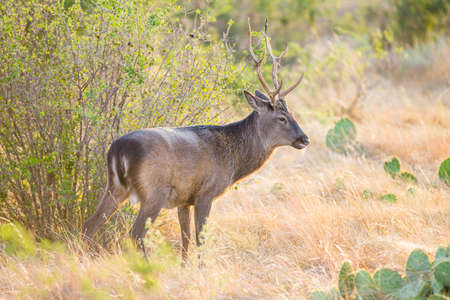Wild South Texas Sika deer buck. Also known as a Japanese or Spotted Deer.の写真素材