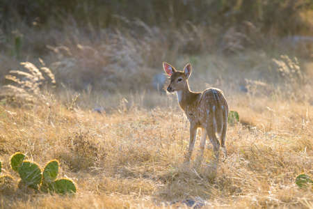 Wild South Texas Axis, Chital, or spotted Deer Fawn.の写真素材