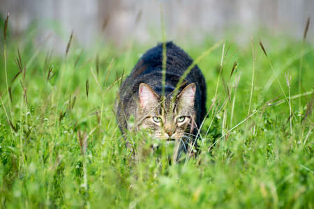 Tabby Cat hunting outside behind tall grassのeditorial素材