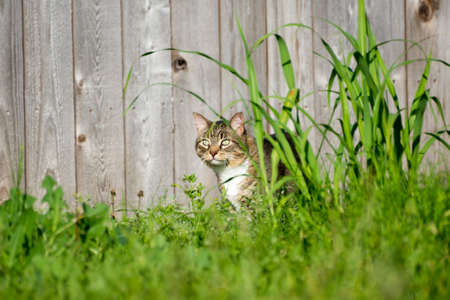 Tabby Cat standing outside behind tall grassの写真素材