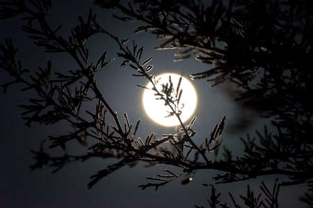 Moon through a dewy cedar tree branch