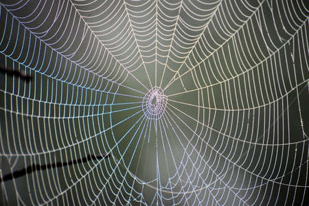 Heavy Fog created this dew on a spider web