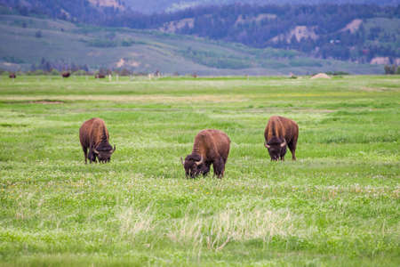 Three Bison near the Grand Teton National Park in Wyoming.の写真素材